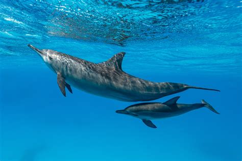 Are Dolphins Dangerous 17 Facts That Suggest They Are