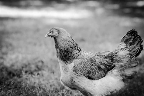 black and white chicken picture black and white chickens wild chicken chicken pictures black