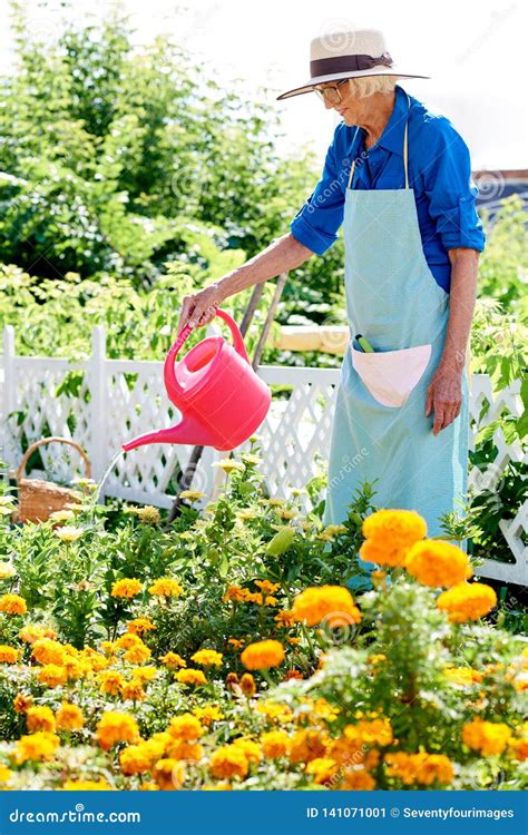 Senior Woman Watering Flowers Stock Image Image Of Mature Holding