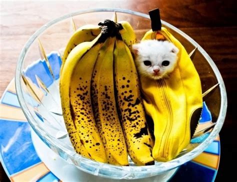 Actually, this has been a topic for debate for some time, amongst both pet owners and veterinarians. Top 10 Best Images of Cats Dressed as Food