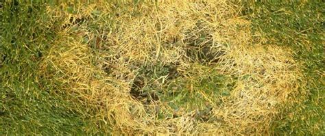 Brown Patches In Lawn Causes Identification And Prevention Green