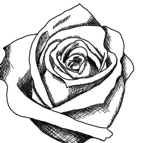 Black And White Roses Drawing Rose Clip Clipart Drawings Drawing