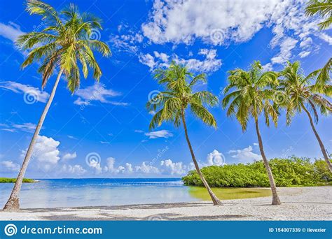 Tropical Beach Palm Trees Island Stock Image Image Of Desert Panama