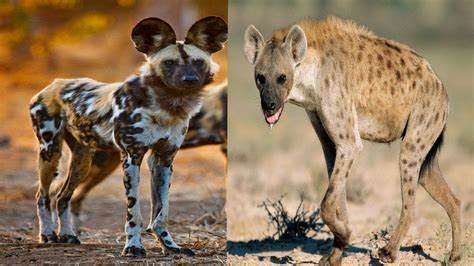 African Wild Dog Vs Hyena Fight Comparison Who Will Win Fotografía
