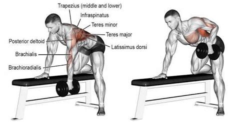 How Dangerous Is It To Do Bent Over Barbell Rows Quora