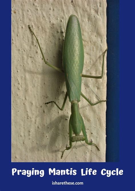 Praying Mantis Life Cycle Lessons From My Balcony Garden I Share Praying Mantis Life Cycle
