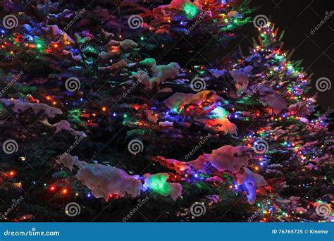 Outdoor Christmas Trees Lit At Night Stock Image Image Of Spruce