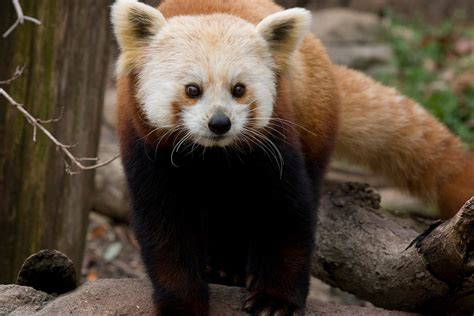 Shama National Zoo Mate Of Wandering Red Panda Rusty Euthanized After