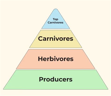 Ecological Pyramid Definition Types Importance Limitations