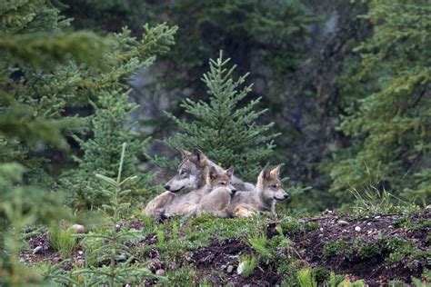 Wildlife Photographer Spends Five Years Following A Wild Wolf Pack In