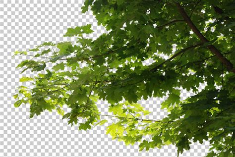 Trees0045 Free Background Texture Leaves Alpha Masked