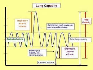 Nonrespiratory Lung Functions Boundless Anatomy And Physiology