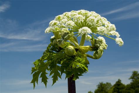 Britains Most Dangerous Plant Giant Hogweed Spreads In Heatwave Metro News
