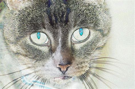 Pencil Puss Photograph By Sharon Lisa Clarke Fine Art America