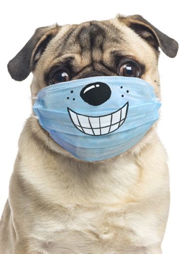 Funny Birthday Card Dog Wearing Mask From