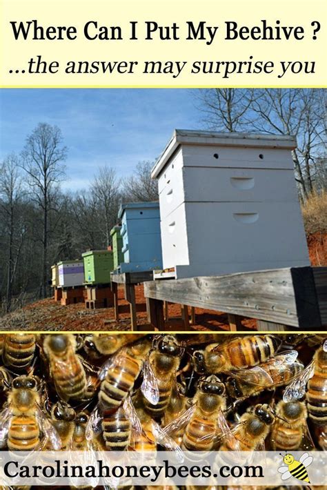 Do You Have A Good Place For A Beehive Is Beehive Placement Important