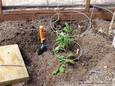 Planter Des Plants De Tomate à Lhorizontale