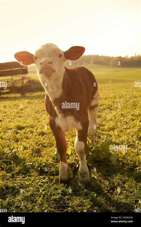 Calf Simmental Calfs Calves Simmental Cattle Simmentals Stock
