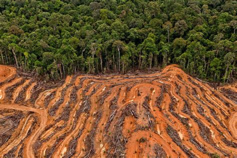 Indonesias Biofuel Bid Threatens More Deforestation For Oil Palm