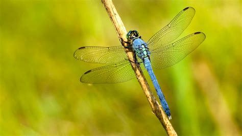 Swarms Of Dragonflies Across 3 States Are So Large Theyre Showing Up