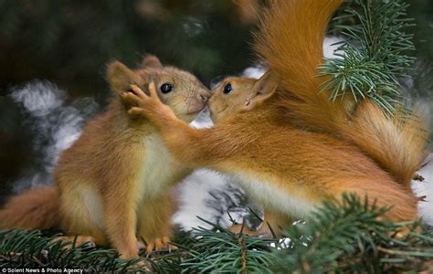20 Adorable Animal Couples That Will Melt Your Heart Cute Animals