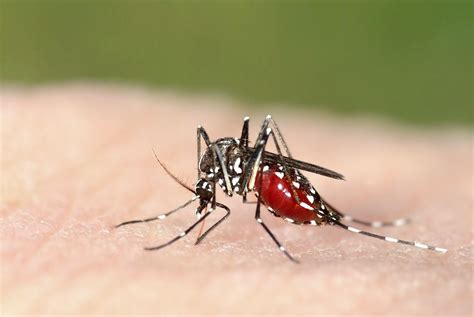 Deadly ‘tiger Mosquitoes Could Arrive In Britain In Summer Bringing