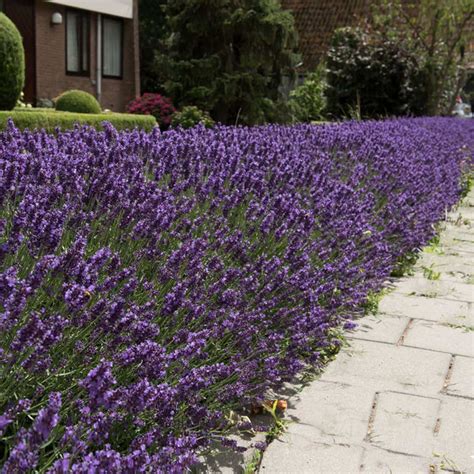Hidcote Purple Lavender Plants For Sale