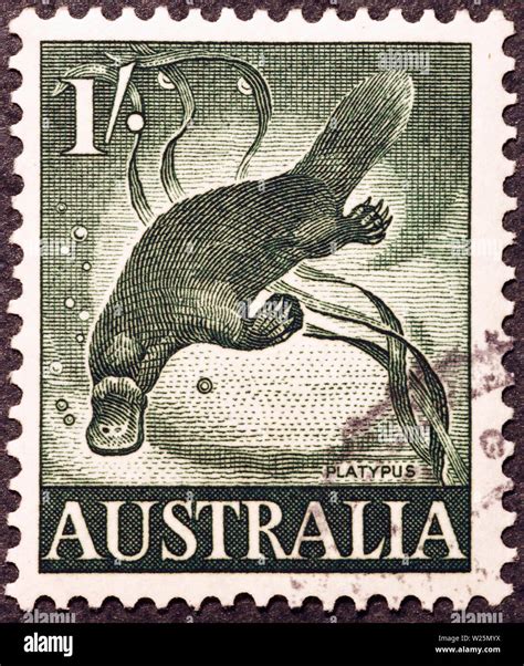 Platypus On Australian Postage Stamp Stock Photo Alamy