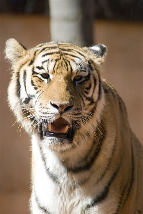 Tigre Siberiano Davisom Trevizan Flickr