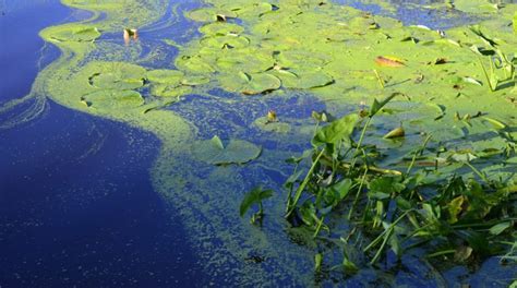 5 Causes Of Pond Algae Revealed Lake And Lawn