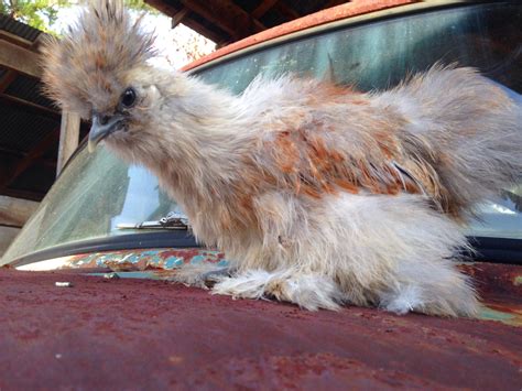 Not being cold hardy, they will need to stay dry and warm in cold months. Silkie chicken | Photography poses, Silkie chickens ...