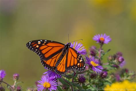 Butterfly Butterfly Monarch California Fennel Pismo Resting Grove File