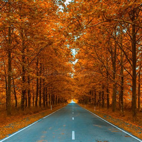 Autumn Maple Road Stock Image Image Of Alley Nature 27369107
