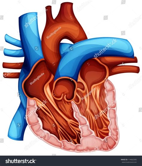 10 Cross Section Of Human Heart Diagram Robhosking Diagram