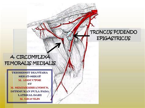 Бедренный канал ( canalis femoralis ). PPT - SISI PROXIMO - MEDIAL REGIO GLUTEALIS & REGIO ...