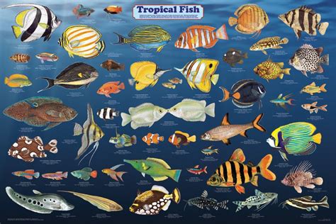 Tropical Fish Tropical Fish Life