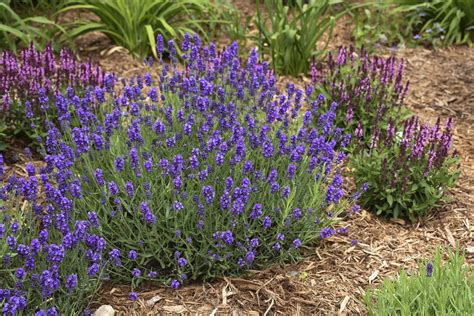 Lavandula Sweet Romance English Lavender Deer Resistant Garden