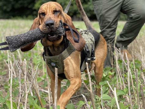 Joint effort from local orgs helps sheriff's office acquire new K9