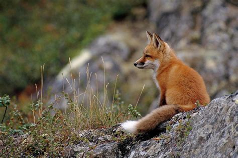 Adult Red Fox Sitting On The Tundra Photograph By Steven J Kazlowski