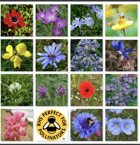 Wild Flower Seeds 1kg Bees And Butterflies Pure Seed Mix Garden Cottage