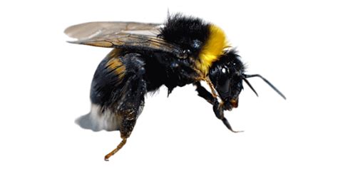 Black Bees How To Understand Bumble And Carpenter Bees