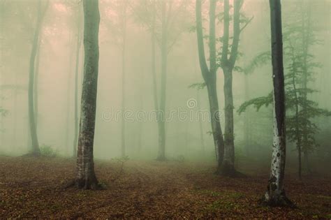 299 Trail Foggy Creepy Forest Halloween Forest Stock Photos Free