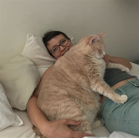 If you have any major concerns about. Bronson the 33-Pound Tabby Cat Is on a Strict Diet to Shed ...