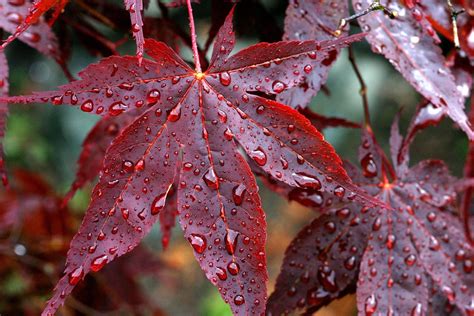 Drops Rain Veins Red Autumn Leaves Wallpapers Hd Desktop And