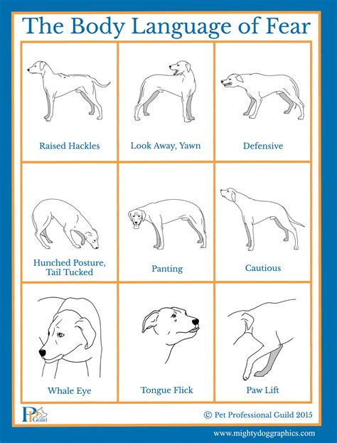 Know How To Recognize Fear In A Dog Signlanguageinfographic Dog