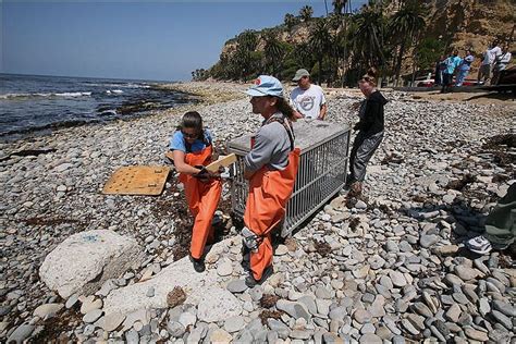 Sea Lions Hit By High Levels Of Acid Poison In California The New