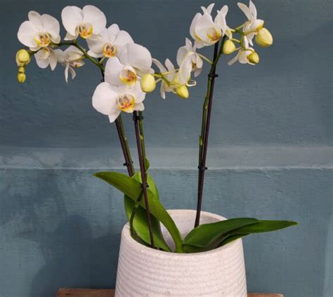 White Phalaenopsis Orchid Plant Coco And Bloom Artisan Florist