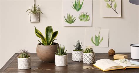 7 Best Allergen Free Plants For The Workplace Bouqs Blog