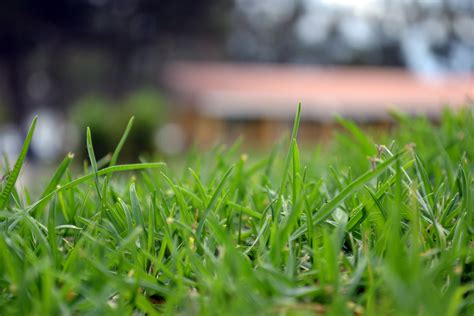 Free Images Landscape Nature Bokeh Plant Field Lawn Meadow Sunlight Leaf Flower