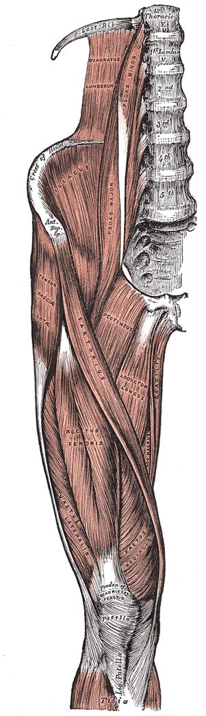 The Muscles And Fasciæ Of The Iliac Region Human Anatomy